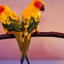 African Parrots HD Screensaver freeware screenshot