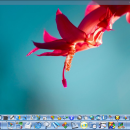 SSuite Mac Dock for PC freeware screenshot