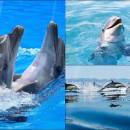 Happy Dolphins Animated Wallpaper freeware screenshot