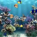 Screensaver Maker: Aquarium freeware screenshot