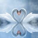 Swan Love Animated Wallpaper freeware screenshot