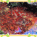 Pond of Famous Japanese Koi Fish freeware screenshot