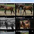 SnapEase for Mac freeware screenshot