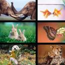 Windows 8 Themes - Animals freeware screenshot