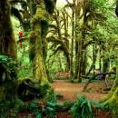 Rainy Forest freeware screenshot