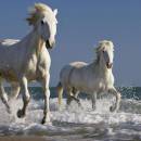 Adorable Horses HD Screensaver freeware screenshot