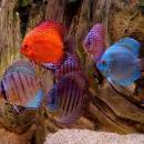 Aquarium Fishes Free Screensaver freeware screenshot